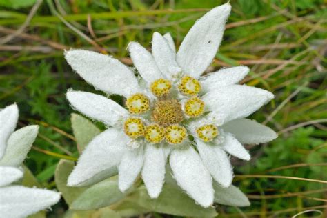 Edelweiss Flower Meaning - Flower Meaning