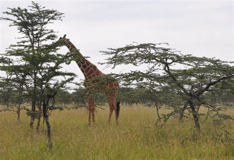 Center For Tropical Forest Science: African Savanna Plot Joins the CTFS ...