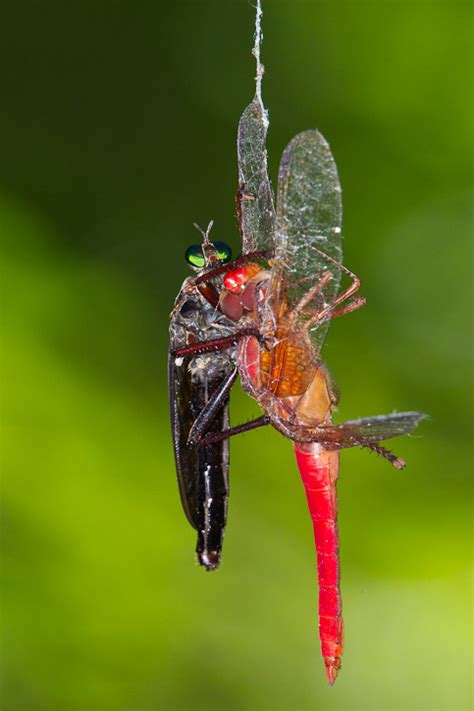 Dragonfly Predators