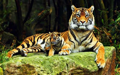 Ultra HD Animal Wallpapers - Top Free Ultra HD Animal Backgrounds - WallpaperAccess