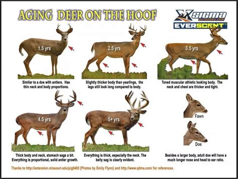 Whitetail Deer Antler Growth Chart