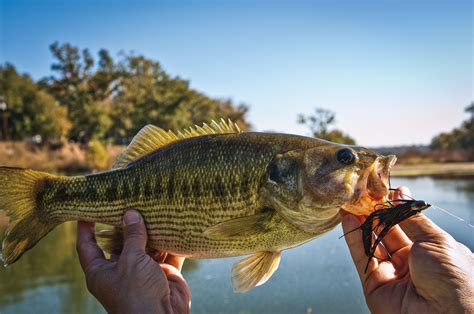 The Legend of the Guadalupe Bass, the State Fish of Texas