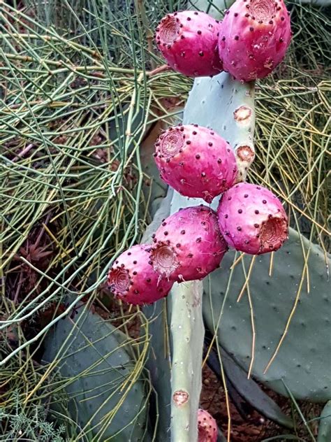 Red prickly pear stock photo. Image of pear, prickly - 78133690