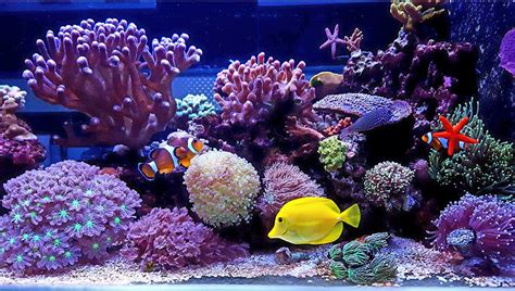 Saltwater Aquarium Setup for Beginners (Saltwater Fish Tank Guide 2019)