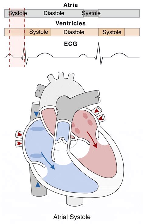 Cardiac Cycle Animation