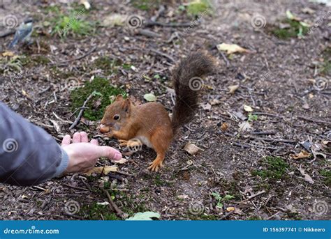 Wild Squirrel Eating Hazelnuts Stock Photo | CartoonDealer.com #50853936