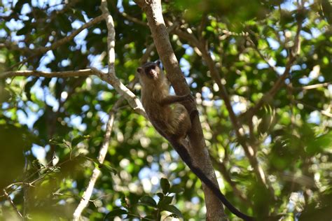 Black-tailed marmoset (Mico melanurus) - ZooChat