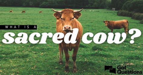 What is a sacred cow? | GotQuestions.org