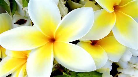 🔥 [50+] Tropical Flower Wallpapers | WallpaperSafari