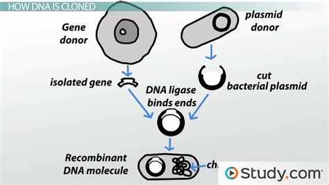 DNA Cloning | Definition, Process & Examples - Lesson | Study.com