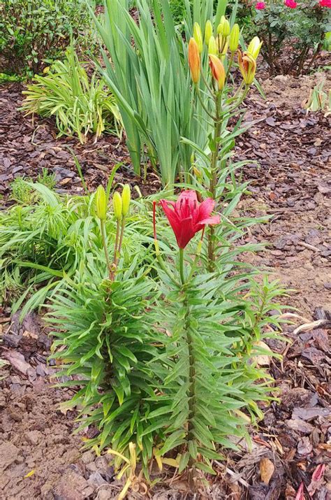 Asiatic and Oriental Lilies - What is the Difference?