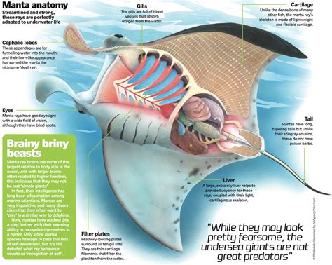 Anatomy Of A Stingray - Anatomical Charts & Posters