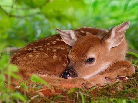 baby Animals, Deer, Animals, Fawns Wallpapers HD / Desktop and Mobile Backgrounds