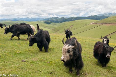 Yak Herd On The High Grasslands | Serwa, Sichuan, China (2013) | Nick Mayo Photography