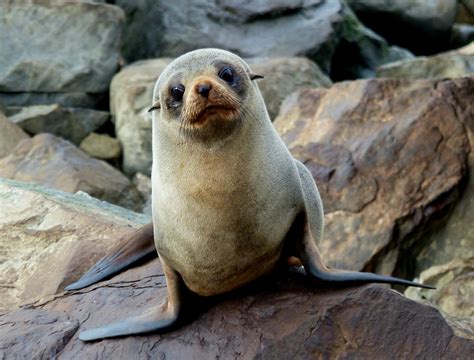 New Zealand Animals & Birds | Native New Zealand Wildlife