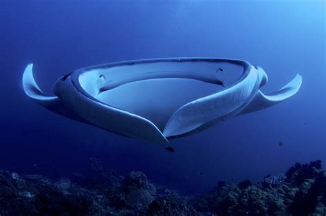 Top Ten Longest Animals in the Ocean - Oceana Canada