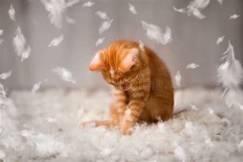 Little Cat Have Fun with Feathers Stock Image - Image of kitten, adorable: 125606889