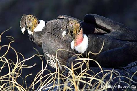 Andean Condor