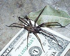 Giant house spider - Wikipedia