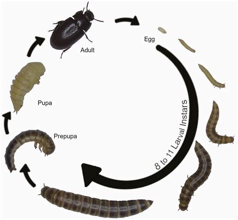 Darkling Beetle Life Cycle