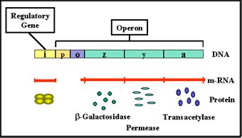 Genetic Regulation