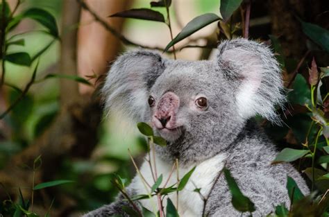 Koala Bear Free Stock Photo - Public Domain Pictures