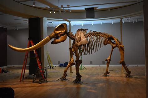 A 14,000-Year-Old Mastodon Will Stand Tall At The Smithsonian American Art Museum | DCist