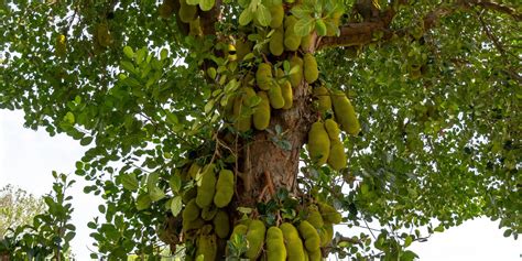 The Complete Guide to Jackfruit Plant Cultivation and the Different Me — Kadiyam Nursery