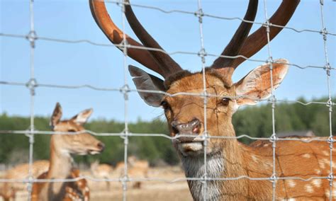 10 Incredible Deer Facts - AZ Animals