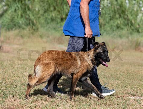 training of belgian shepherd | Stock image | Colourbox