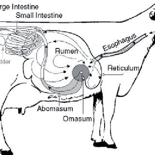 The digestive system of cattle. | Download Scientific Diagram