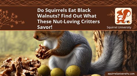 Do Squirrels Eat Black Walnuts? Find Out What These Nut-Loving Critters Savor! - Squirrel University