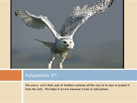 PPT - THE SNOWY OWL PowerPoint Presentation - ID:2530638