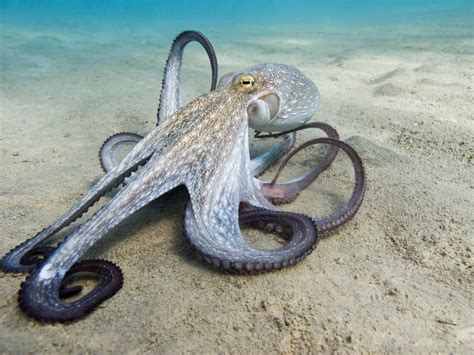 22 Incredible Types of Octopus (Names, Photos & Interesting Facts) - Outforia