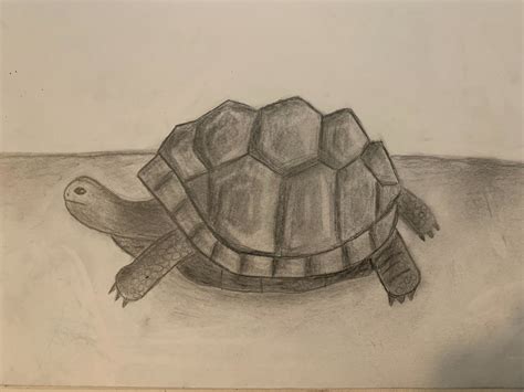 Animal Art: Realistic Tortoise Sketch | Small Online Class for Ages 10-15 | Outschool