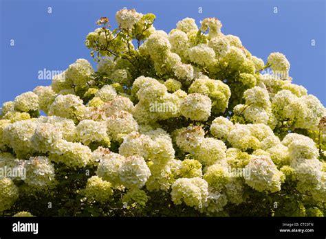 Viburnum macrocephalum Chinese snowball Stock Photo - Alamy