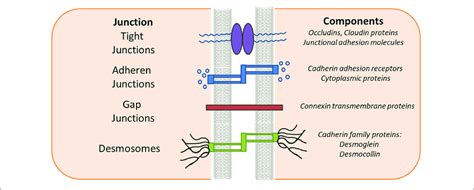 Desmosomes Tight Junctions And Gap Junctions