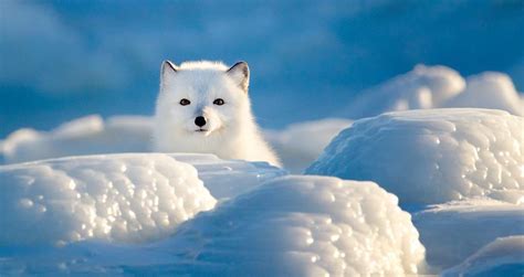 do arctic foxes eat arctic hares How do arctic foxes hunt in snow?