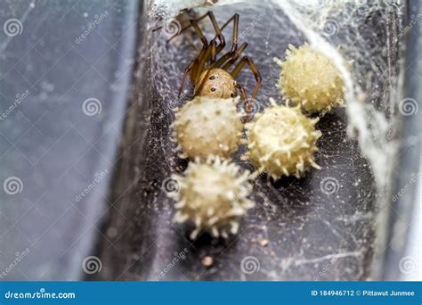 Close Up Brown Widow Spider Latrodectus Geometricus and Nest in Nature Stock Photo - Image of ...