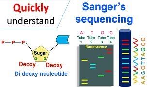 Sanger Sequencing/Chain Termination Method | Doovi