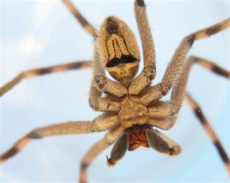 Meet The Huntsman Spider, The Arachnid Of Your Worst Nightmares