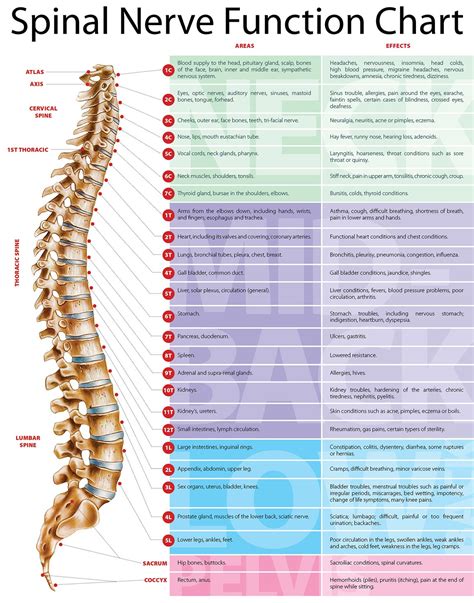 Spinal Nerve Pathways Diagrams