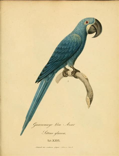 Glaucous Macaw bird photo call and song/ Anodorhynchus glaucus (Macrocercus glaucus) - extinct bird