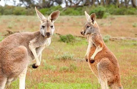 Kangaroo - Description, Habitat, Image, Diet, and Interesting Facts