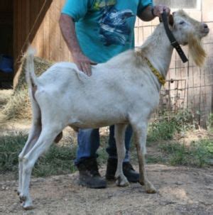 Goat Breeds Saanen – Goats