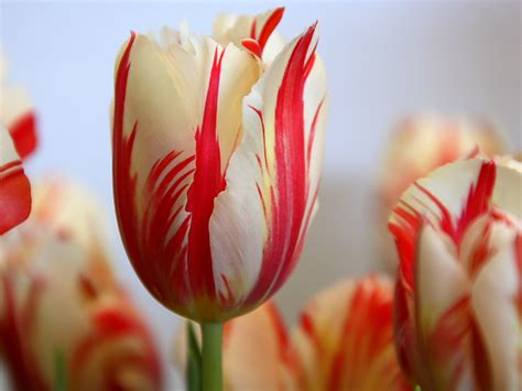 Tulip Flower, Tulip Flowers Backgrounds Wallpapers | Desktop Wallpaper Backgrounds