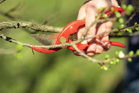 Pruning Your Ornamental Plum Tree – Craftsmumship