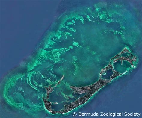 Bermuda Outer Reef Snorkeling - The Best Corals And Big Fish