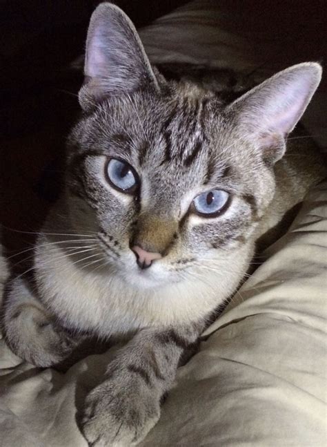 Lynx point Siamese. | Beautiful cats, Cute cats, Siamese cats funny