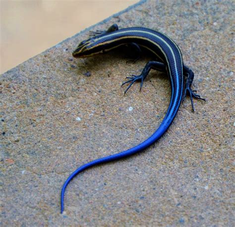 Blue and Black Skink